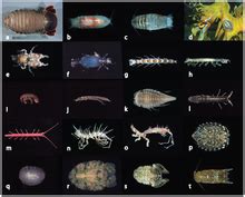 Isopoda - Wikipedia