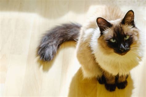 Balinese Cat - Full Profile, History, and Care