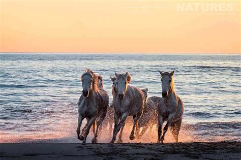 Wild White Horses at sunset in the Camargue - News - NaturesLens