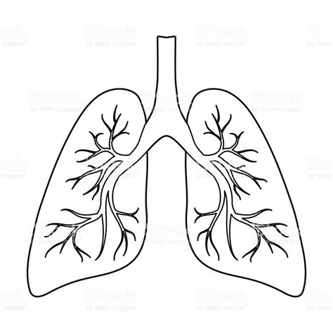 Lungs Drawing at GetDrawings | Free download