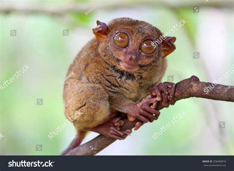 1,304 Tarsier eyes Images, Stock Photos & Vectors | Shutterstock