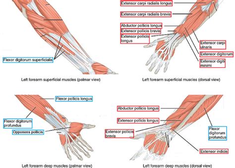 "Rock Paper Scissors": A Mnemonic for Testing Peripheral Nerve Motor ...