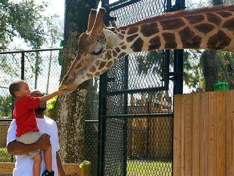 Central Florida Zoo plans $85 million renovation | Blogs