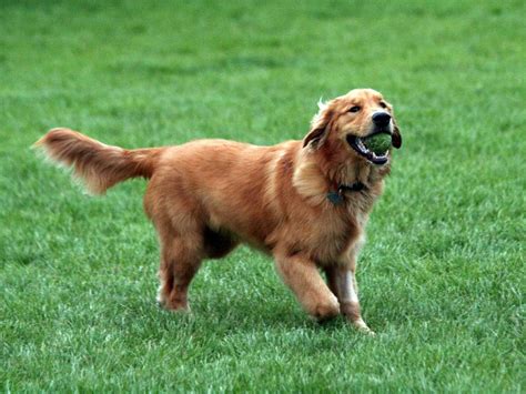 Golden Retriever Pictures and Information | Dog Breed Pictures Small Large