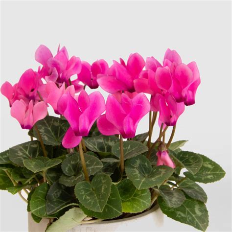 How to Care for Cyclamens | Natures Colours Plants & Gifts