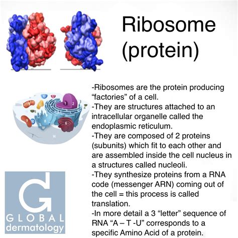 Global Dermatology » Ribosome (protein) (Instagram)