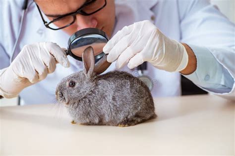 The Vet Doctor Checking Up Rabbit in His Clinic Stock Photo - Image of check, medication: 122953888