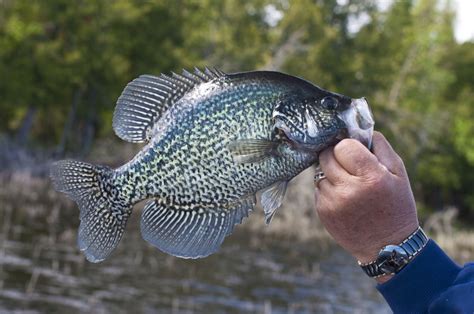 White Crappie vs Black Crappie - Differences Explained - Fishmasters.com