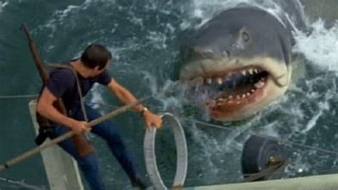 Shark attacks are on the rise: five things you need to know - Brian N ...