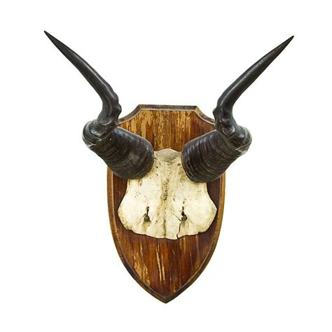 Red Hartebeest Horns: 29x25cm - Natural History - Industry Science ...