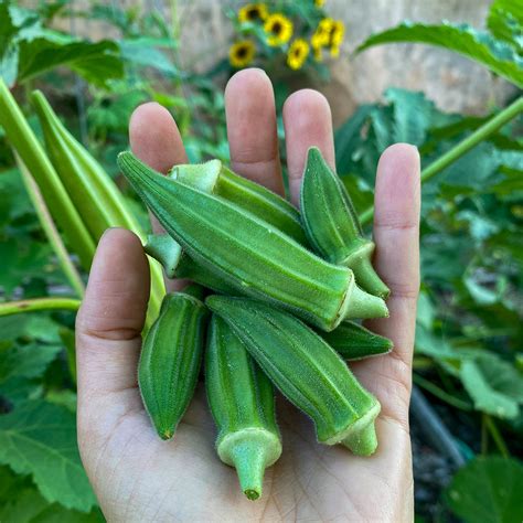 Bamyeh Falastinia Okra – Truelove Seeds