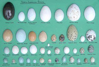 Bird Egg Identifier Chart