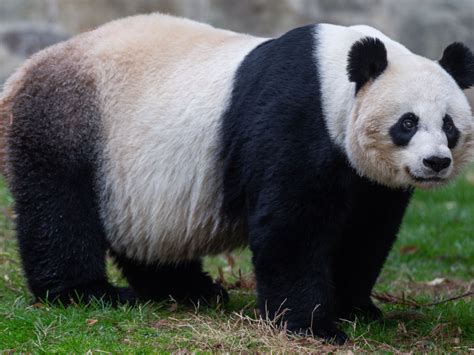 National Zoo: We Hope to Have a Healthy Cub in the Coming Days ...