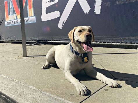 ATF bomb-sniffing dogs on patrol at the Super Bowl - ABC News