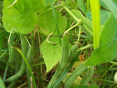 Green Bean Varieties