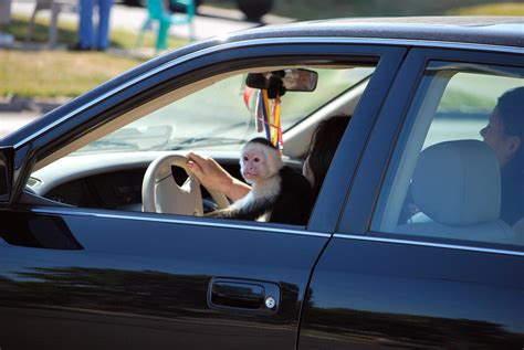 Monkey Driving a Car | What could be better? | David Brewster | Flickr