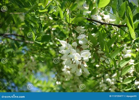 Closeup of Flowers of Robinia Pseudoacacia Stock Image - Image of deciduous, flower: 113720477