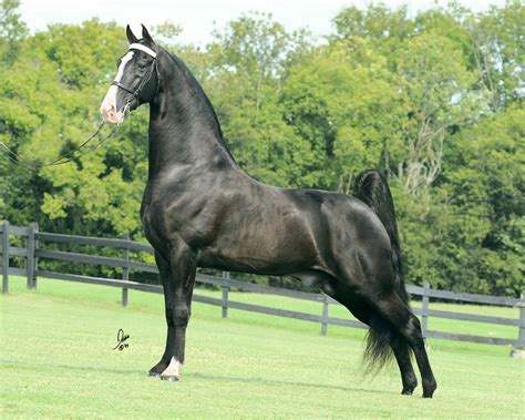 Beautiful Tennessee Walking Horse Most Beautiful Animals, Beautiful ...