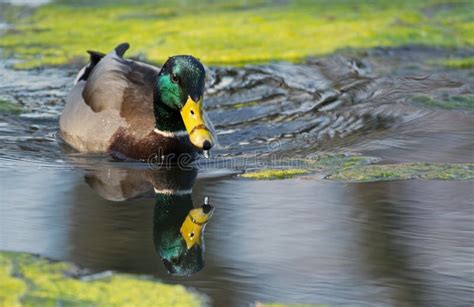 Mallard Duck Reflection in Water Stock Image - Image of mallard, beak: 68975965