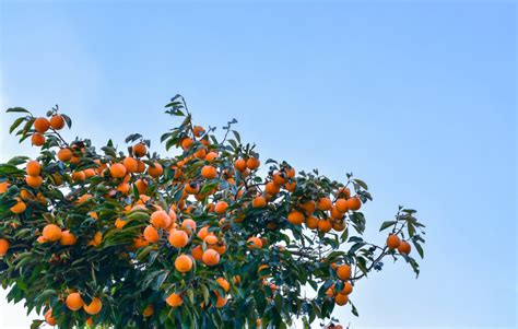 Persimmon Tree Care for Optimal Growth and Delicious Fruit Yield ...