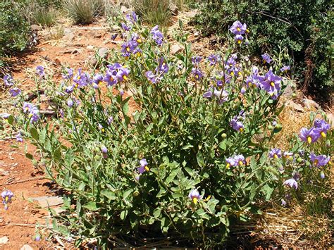 Purple flowers - photos of Solanum Elaeagnifolium, Solanaceae