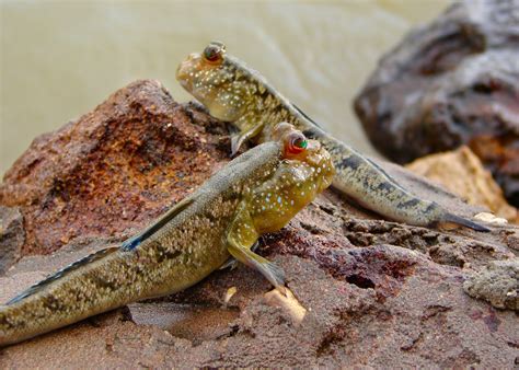 ShukerNature: GLOWING MUDSKIPPERS AND FLASHLIGHT FROGS – TWO BIOLUMINESCENT MYSTERY BEASTS?