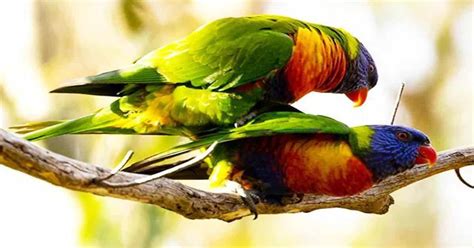 How Do Birds Mate? - Learn About Nature