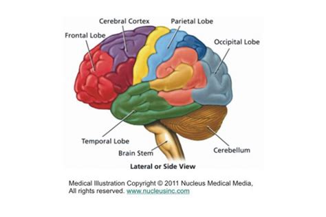 [DIAGRAM] Eye Diagram And Functions Above View - MYDIAGRAM.ONLINE