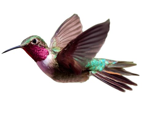 Hummingbird PNG