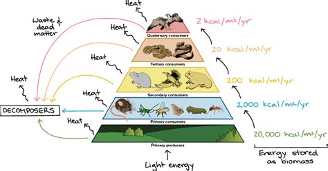 SC.912.L.17.9 Food Webs and Energy Transfer - Welcome to Dr. Suris ...