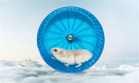 Do gerbils need a wheel? Essential or Optional? - 2024