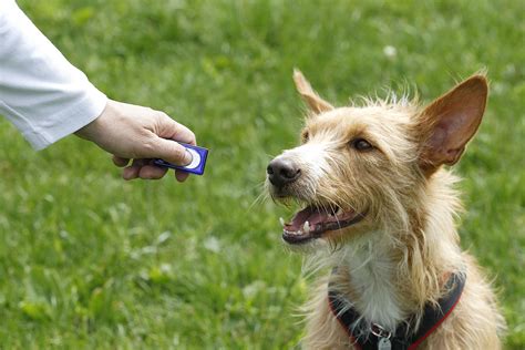 How to Train Your Dog With a Clicker