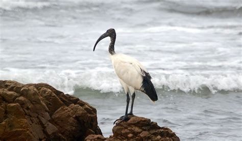 Sacred Ibis Bird - Facts, Diet & Habitat Information