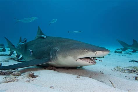 Tiburón Limón » Características, curiosidades, hábitat y más...