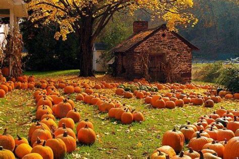 Ahh....Fall Via Beautiful Garden -fb | Pumpkin farm, Fall pumpkins, Fall harvest