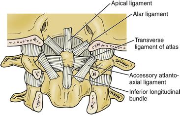 Applied Anatomy of the Cervical Spine | Neupsy Key