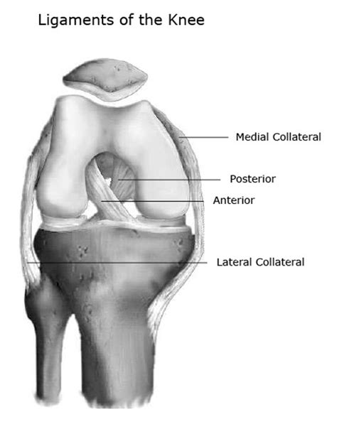 Knee Joint Anatomy: Bones, Ligaments, Muscles, Tendons, Function