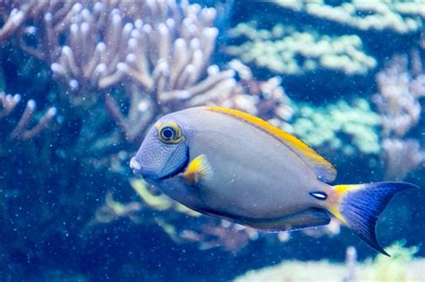 351 Blue Fish Names That You'll Love - Animal Hype