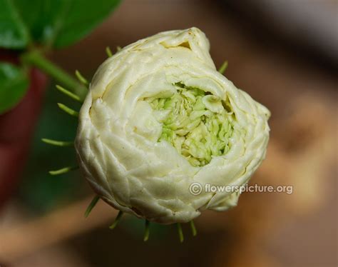 Arabian jasmine Grand Duke of Tuscany