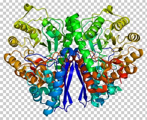 Enolase 2 Xanthine Dehydrogenase Enzyme Protein PNG, Clipart, Art, Catalysis, Chemical Reaction ...