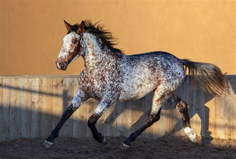 10 Most Beautiful Horse Breeds