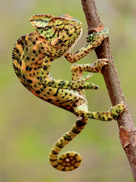 Indian chameleon - Wikipedia