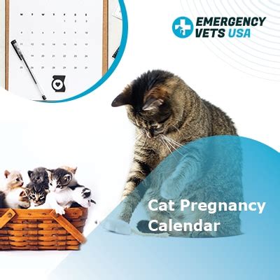 Cat Pregnancy Calendar - Timeline Of Your Cat's Pregnancy