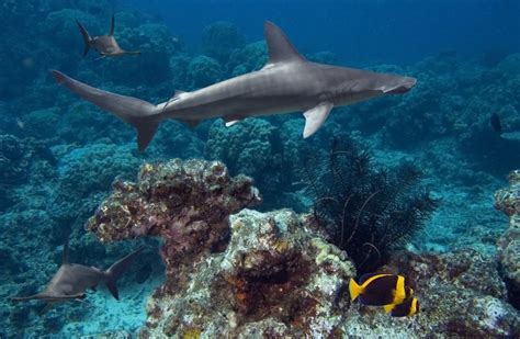 Hammershark of the Great Barrier Reef. Australia | Shark habitat, Shark, Deep sea sharks