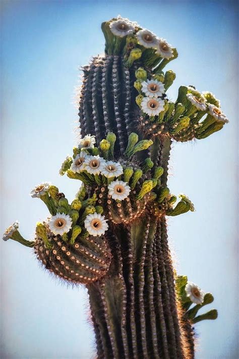 Pin by Kenzie Cameron on Cacti in 2023 | Saguaro, Cactus plants, Cactus ...