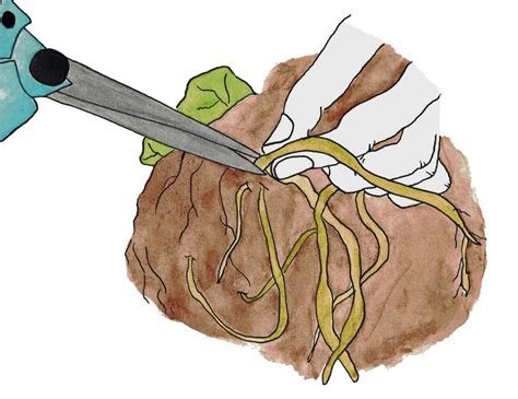 Root Cutting Technique - Learn How To Take Root Cuttings From Plants