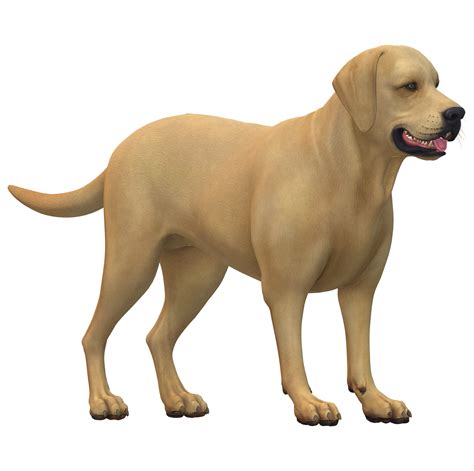 Dog isolated on a Transparent Background 23556657 PNG