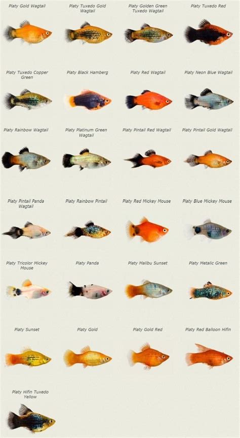 What colours of platys are there? : r/Aquariums