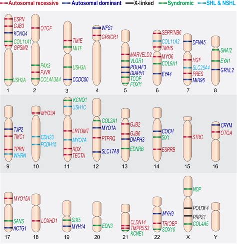 Hearing Impairment: A Panoply of Genes and Functions: Neuron