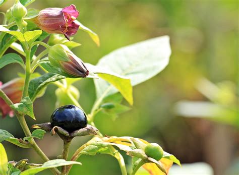 Deadly Nightshade (Belladonna) - Advice From The Herb Lady